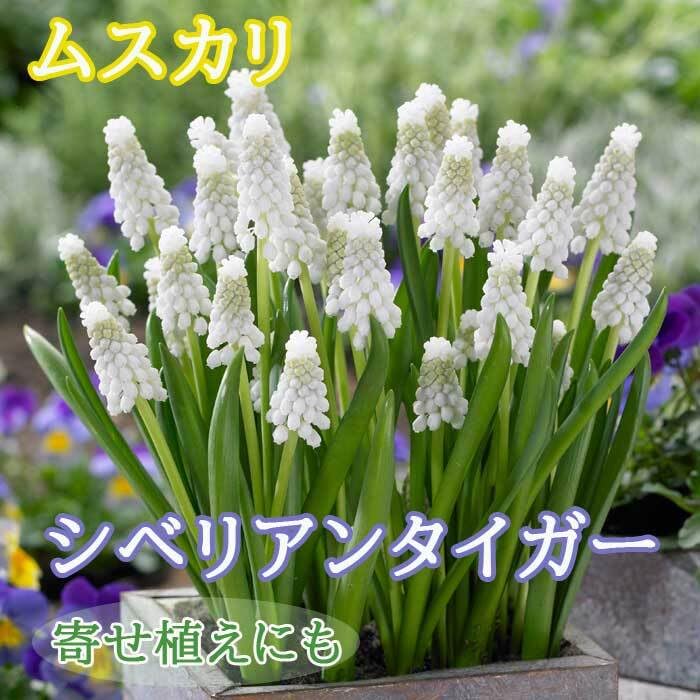 Amazon.co.jp: ムスカリ 【 シベリアンタイガー 】 球根 7球 秋植え